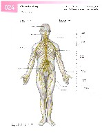 Sobotta Atlas of Human Anatomy  Head,Neck,Upper Limb Volume1 2006, page 31